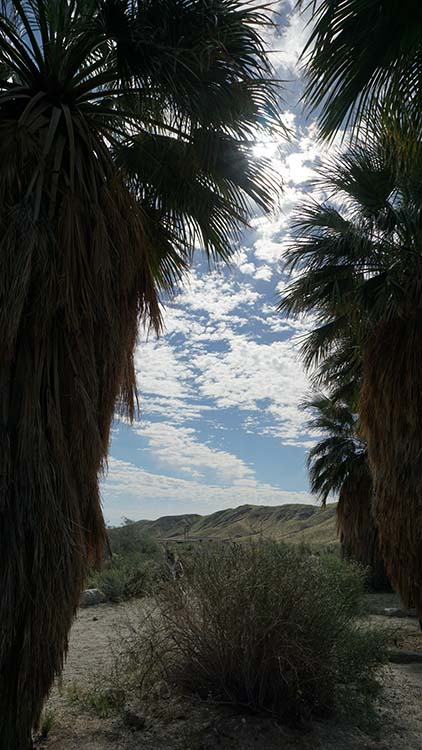 Desert