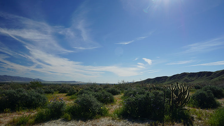 Desert