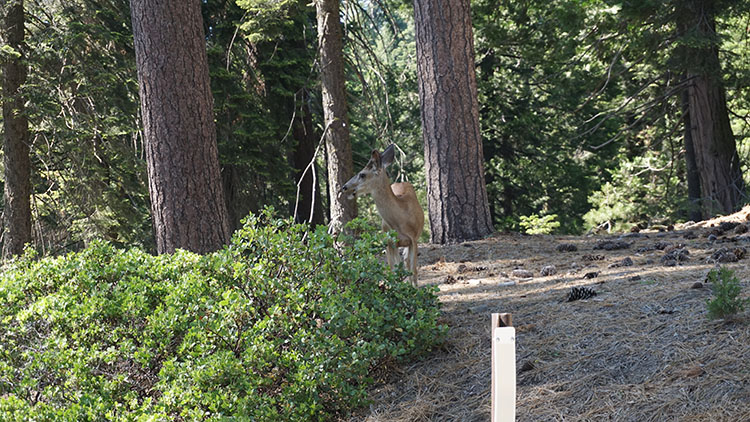 The Breath of Ancient Giants